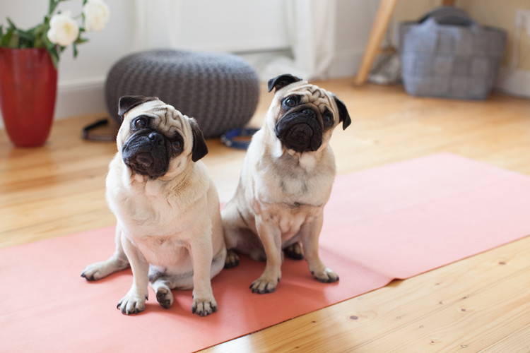 Artikelbild: Motivation: Tipps gegen den inneren Schweinehund